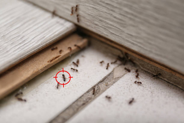 Best Exterminator Services  in Quinnesec, MI